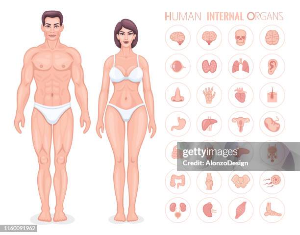 ilustraciones, imágenes clip art, dibujos animados e iconos de stock de vector de anatomía humana. los órganos internos. - objeto masculino