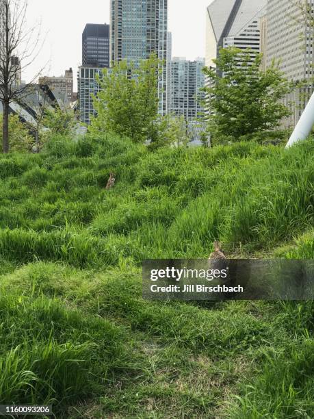 rabbits frolicking in maggie daley park, chicago - urban wildlife stock pictures, royalty-free photos & images