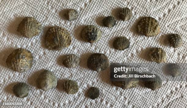 braciopod fossils after being washed - geography of illinois stock pictures, royalty-free photos & images