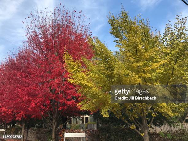 autumn trees - evanston illinois stock pictures, royalty-free photos & images