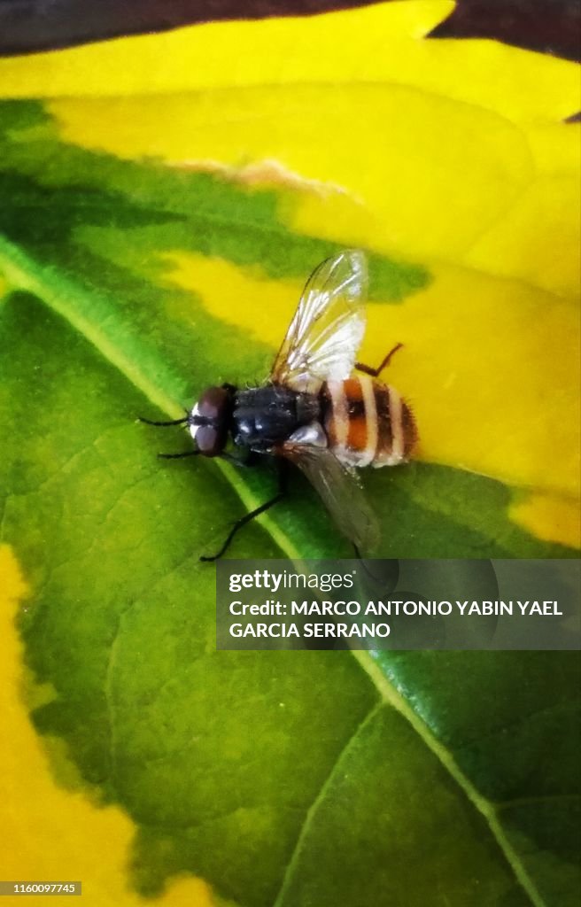 The fly on the leaf