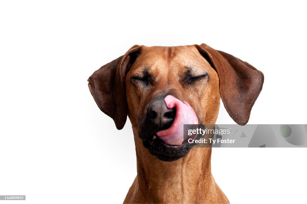Dog Licking nose