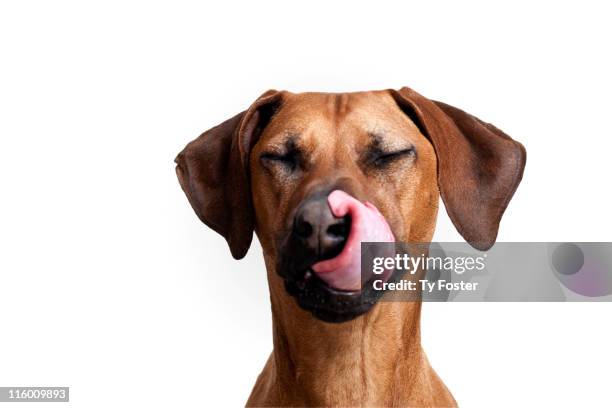 dog licking nose - dog licking face stockfoto's en -beelden