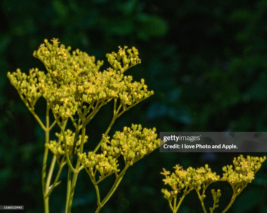 Patrinia scabiosifolia