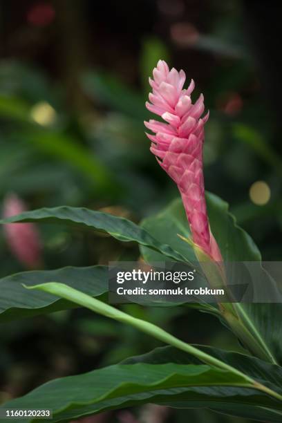 ginger lily in summer - ginger plant imagens e fotografias de stock