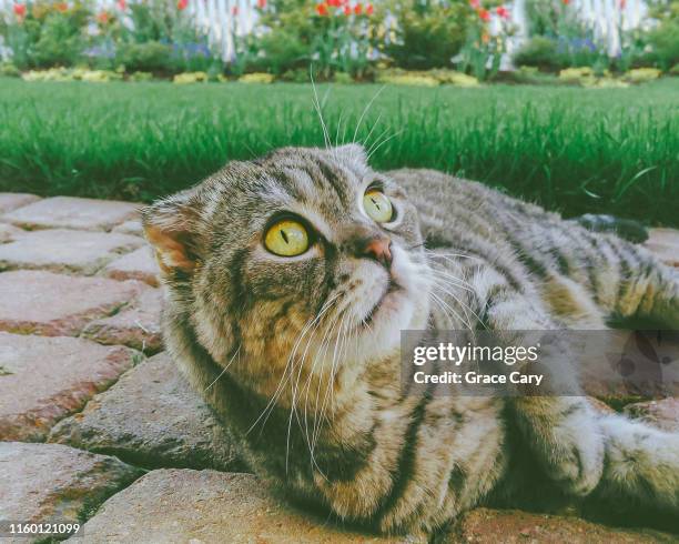 scottish fold cat rests on backyard patio - tulips cat stock-fotos und bilder