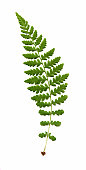 wood fern, Dryopteris species
