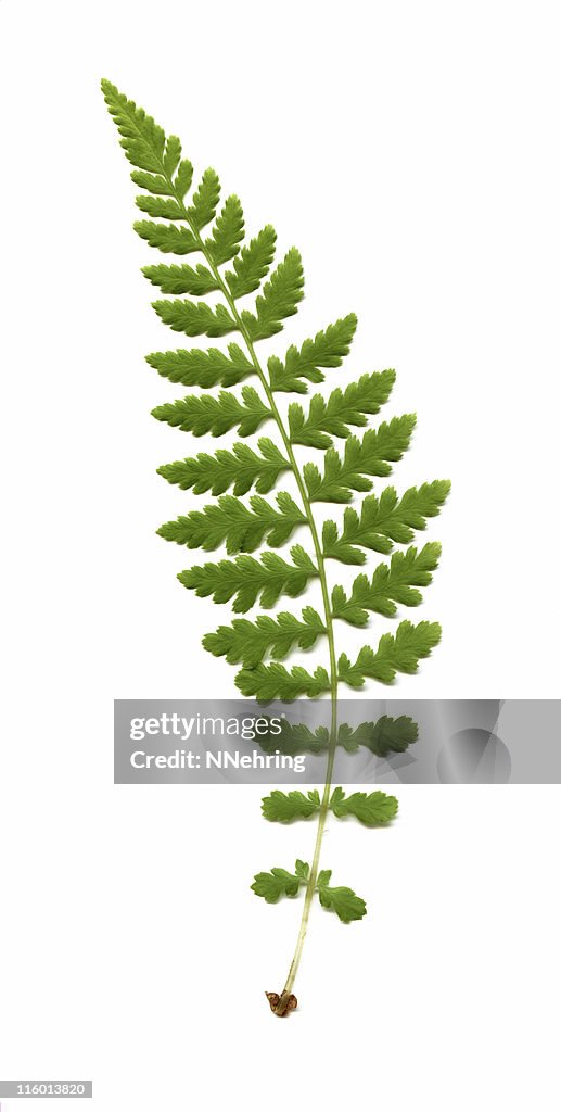 Wood fern, Dryopteris species