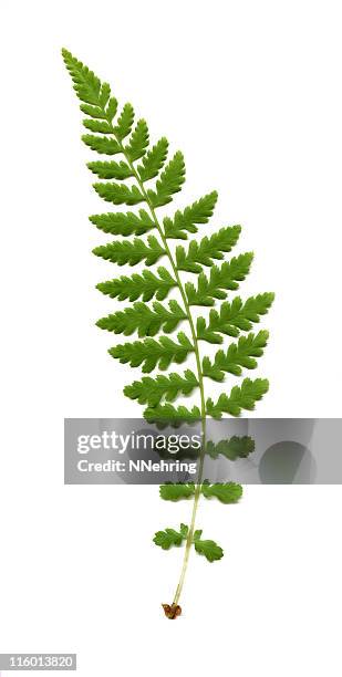 wood fern, dryopteris species - frond stock pictures, royalty-free photos & images
