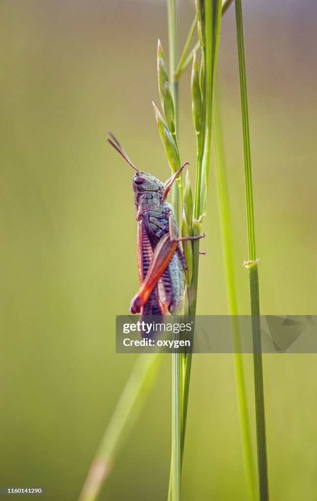Close up orange grasshopper on green leaf