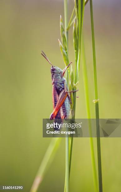 close up orange grasshopper on green leaf - syrsa insekt bildbanksfoton och bilder
