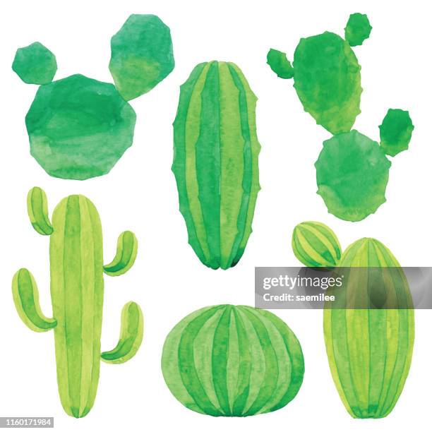 ilustraciones, imágenes clip art, dibujos animados e iconos de stock de conjunto de cactus de acuarela - cacto