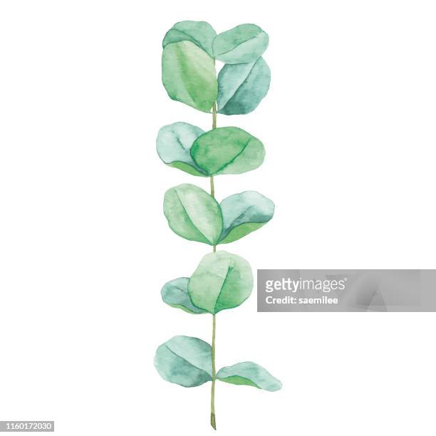 465 Ilustraciones de árbol De Eucalipto - Getty Images