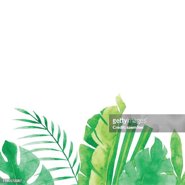 illustrazioni stock, clip art, cartoni animati e icone di tendenza di acquerello piante tropicali sfondo - flora