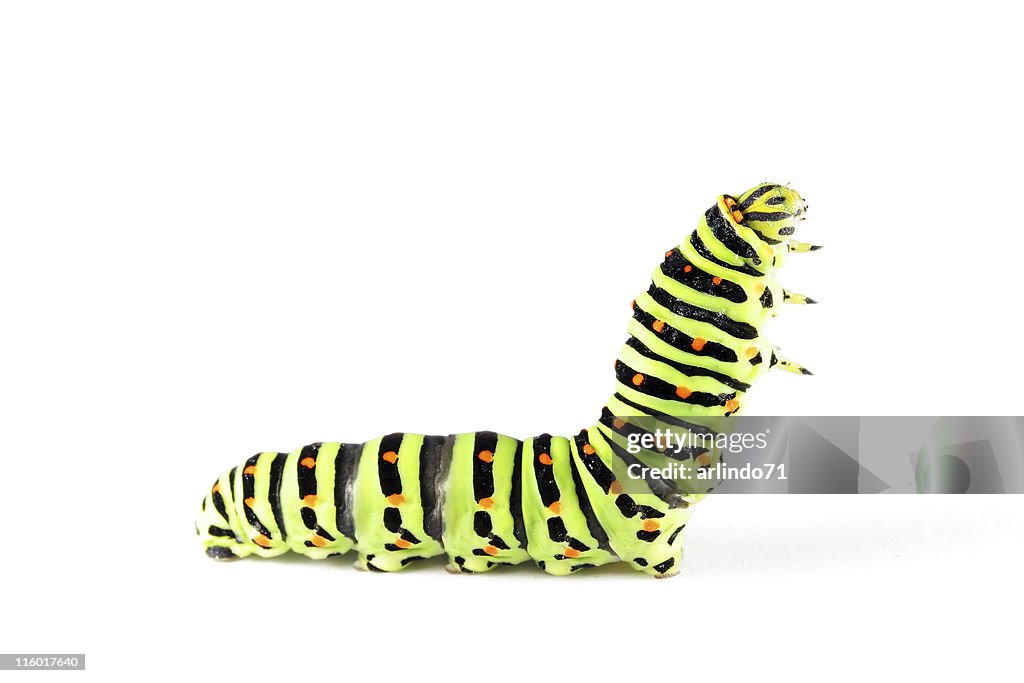 Swallow tail butterfly caterpillar 02