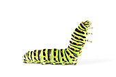 Swallow tail butterfly caterpillar 02