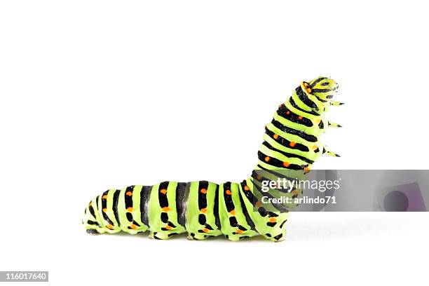 swallow tail butterfly caterpillar 02 - larva stock pictures, royalty-free photos & images