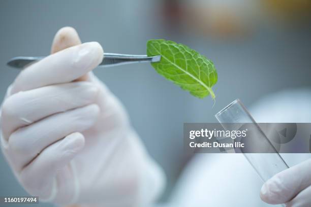 biochemistry - needle plant part stock pictures, royalty-free photos & images