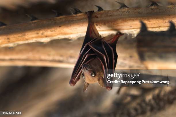 small bat hanging on the tree - bats head stockfoto's en -beelden