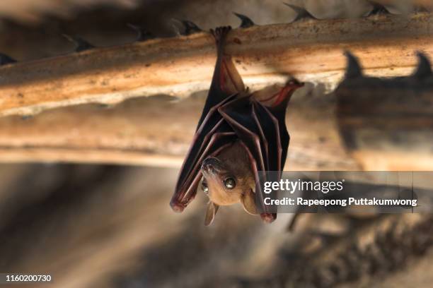 small bat hanging on the tree - fladdermus bildbanksfoton och bilder