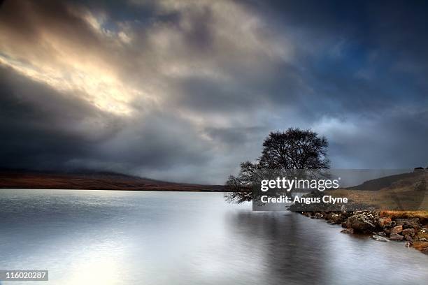 birch tree on banks of scottish loch - angus sutherland stock pictures, royalty-free photos & images