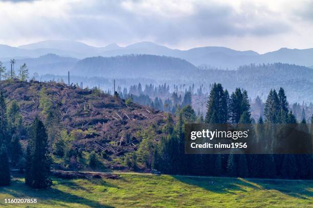 forest destroyed by hurricane n piana di marcesina, asiago high plateau, italy - catasta stock pictures, royalty-free photos & images
