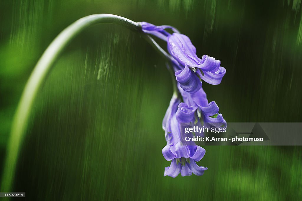 Lakeland bluebell