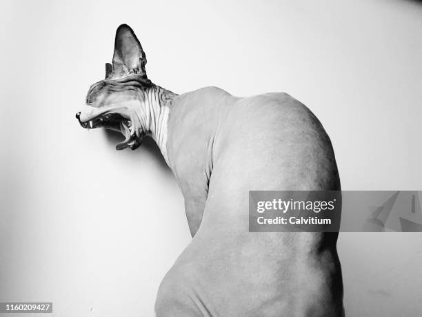 Java canadian sphynx