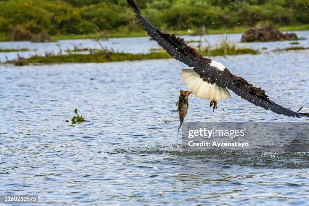 fish eagle hunting at lake - african fish eagle fotografías e imágenes de stock