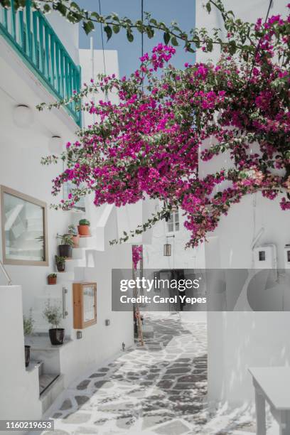 beautiful  street and  bouganvillae in naoussa,greece - oia santorini imagens e fotografias de stock