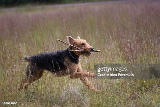 airedale terrier run - airedale terrier stock pictures, royalty-free photos & images
