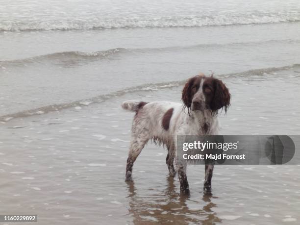 working cocker spaniel - working cocker spaniel stock pictures, royalty-free photos & images