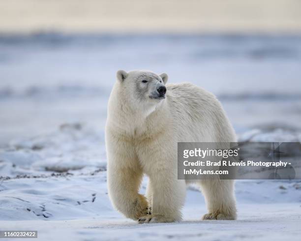 polar bear moving across the snow and ice - polar bear bildbanksfoton och bilder