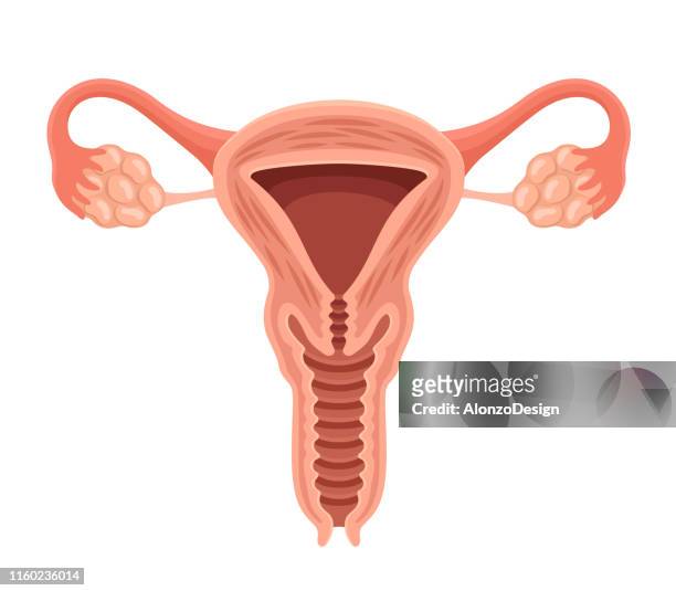 11,681 Female Reproductive System Photos and Premium High Res Pictures -  Getty Images