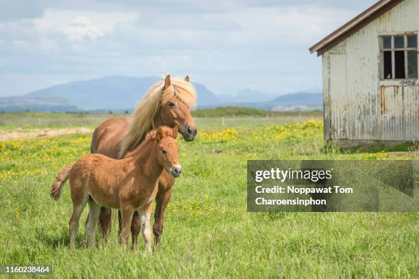 icelandic horse - iceland horse stock pictures, royalty-free photos & images