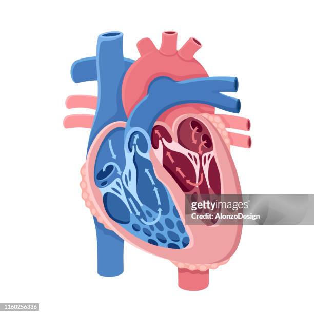 ilustraciones, imágenes clip art, dibujos animados e iconos de stock de anatomía del corazón humano. flujo sanguíneo - ventrículo izquierdo