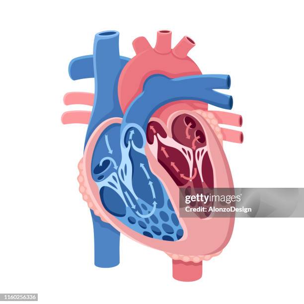 ilustraciones, imágenes clip art, dibujos animados e iconos de stock de anatomía del corazón humano. flujo sanguíneo - ventrículos del corazón