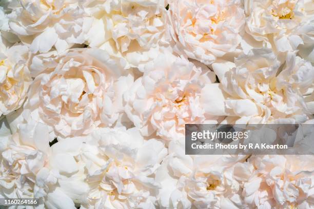 soft summer roses - flower white background stock-fotos und bilder