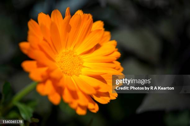 bright orange pot marigold - calendula officinalis stock pictures, royalty-free photos & images