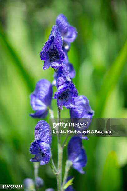 blue aconitum napellus flower stem - monkshood stock pictures, royalty-free photos & images