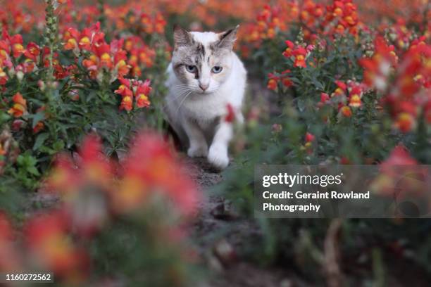 cat amongst flowers in peru - prowling stock pictures, royalty-free photos & images