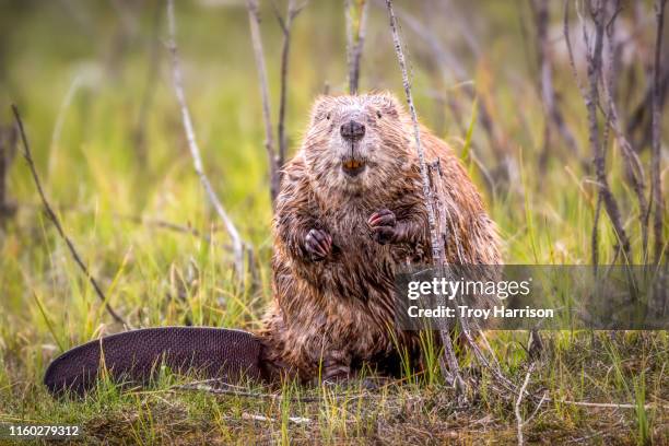 beaver - bieber stock-fotos und bilder