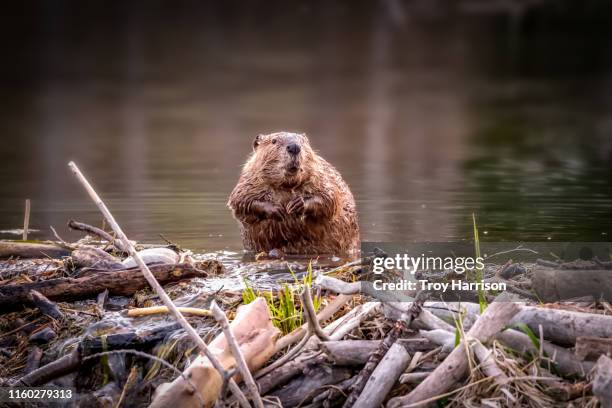 beaver dam - bever stockfoto's en -beelden