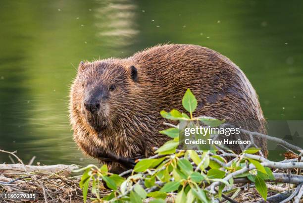 beaver on dam - beaver dam stock-fotos und bilder