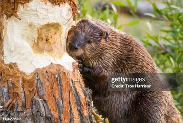 beaver taking down tree - beaver foto e immagini stock