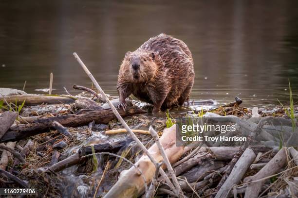 beaver crossing dam - beaver stockfoto's en -beelden