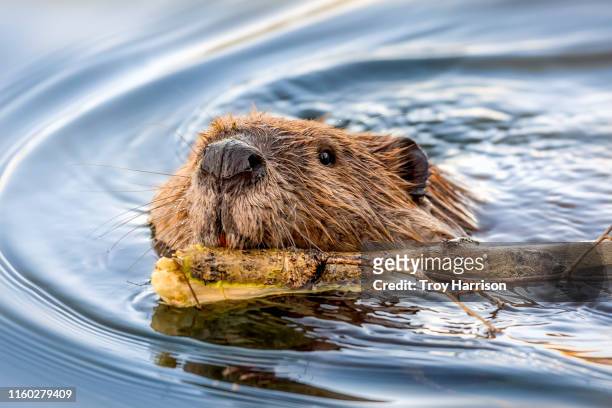 beaver face swimming with stick - bieber stock-fotos und bilder