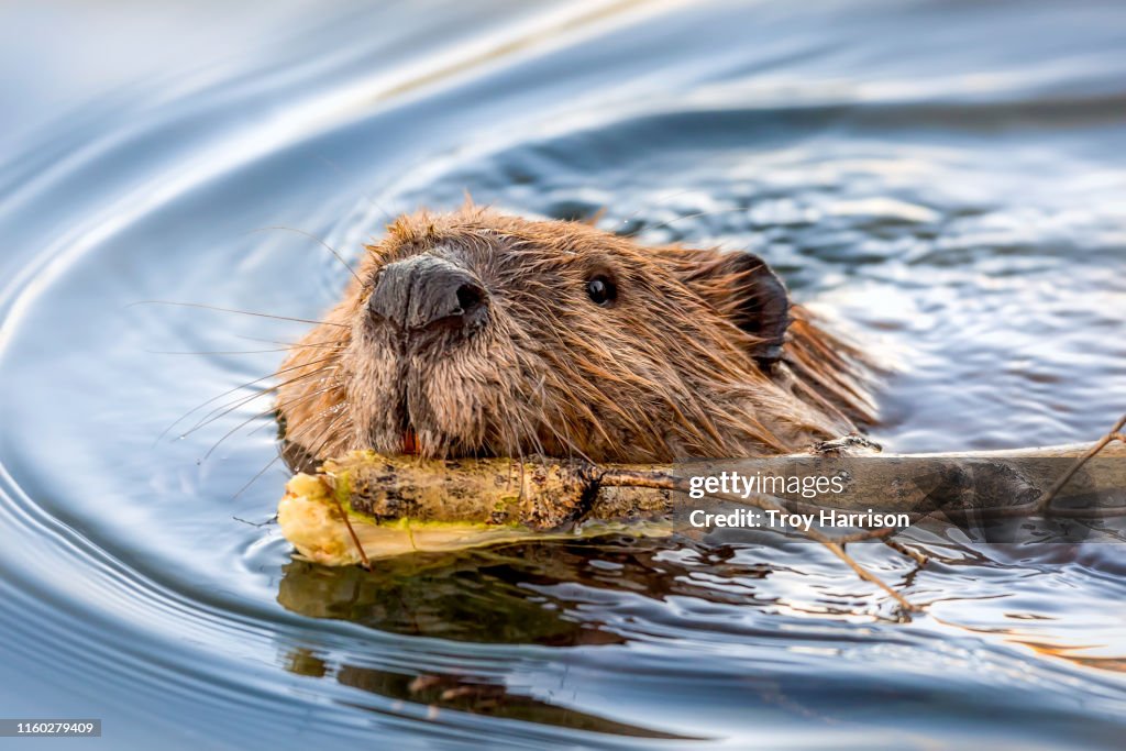 Beaver Face Swimming with Stick