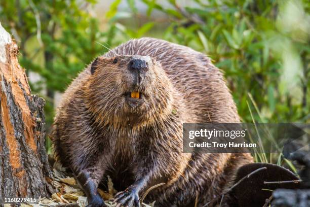 beaver teeth - beaver foto e immagini stock