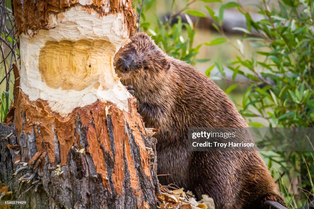 Beaver Chewing Through Tree